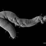 pandemic, vaccines, covid test kits, covid19 test kits worms. nano worms