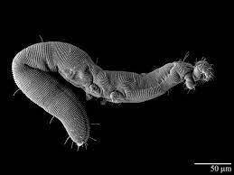 pandemic, vaccines, covid test kits, covid19 test kits worms. nano worms