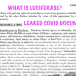 WHAT IS LUCIFERASE?