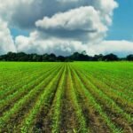 Farming Insider Warns The Coming Food Shortages Are Going To Be Far Worse Than We're Being Told