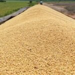 Argentina Halts Soy Exports As Food Protectionism Soars
