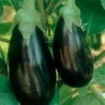 UK farmers warn soaring gas costs could cut food production