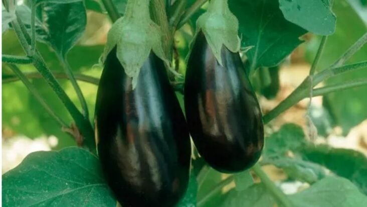 UK farmers warn soaring gas costs could cut food production