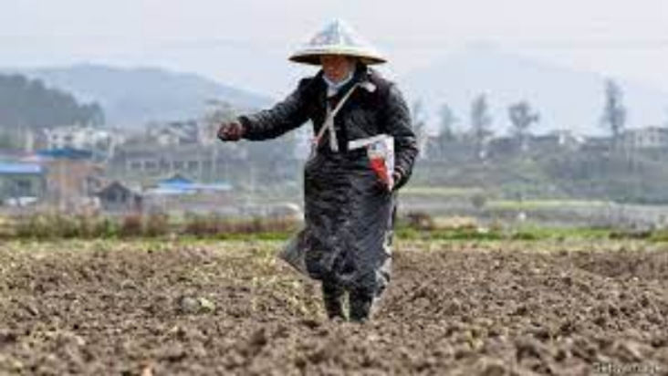 China's corn planting facing delays as lockdowns leave farmers stranded