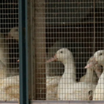 lay off 300 staff due to bird flu