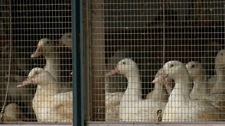lay off 300 staff due to bird flu