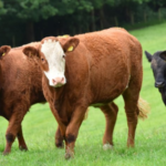 Supply chain issues could lead to 'limited supply' of red meat