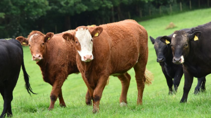 Supply chain issues could lead to 'limited supply' of red meat