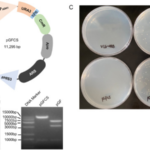 Efficient assembly of a large fragment of monkeypox virus genome as a qPCR template using dual-selection based transformation-associated recombination (1)