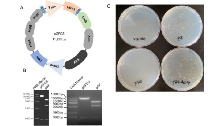 Efficient assembly of a large fragment of monkeypox virus genome as a qPCR template using dual-selection based transformation-associated recombination (1)