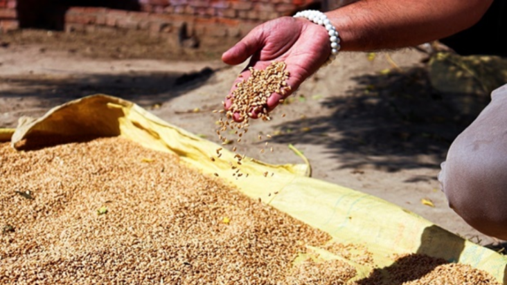 India Mulls Wheat Export Curbs in Latest Food Supply Squeeze