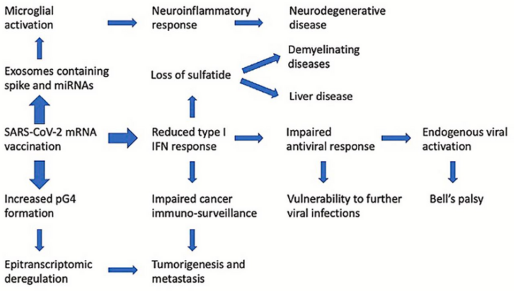 Innate immune suppression by SARS-CoV-2 mRNA vaccinations.