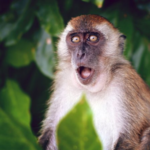 Monkeypox Was a Table-Top Simulation Only Last Year