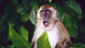 Monkeypox Was a Table-Top Simulation Only Last Year