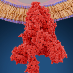 SARS-CoV-2 Spike Protein Is a Toxin
