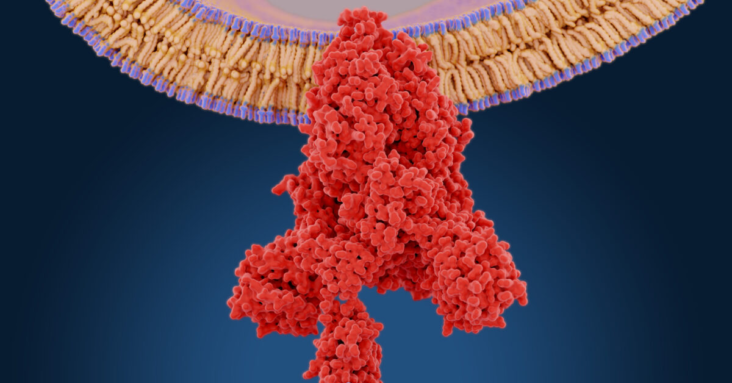SARS-CoV-2 Spike Protein Is a Toxin