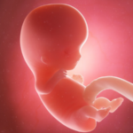 So CHY-NA is developing a womb factory so women will no longer have to give birth and the robot nanny can monitor any defects.