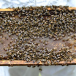 Bees eradicated in NSW to stop $70m varroa mite threat