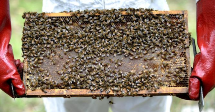 Bees eradicated in NSW to stop $70m varroa mite threat