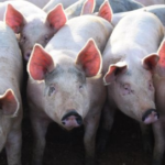 Possible foot and mouth disease case investigated at pig farm