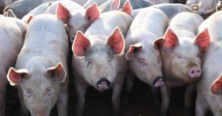 Possible foot and mouth disease case investigated at pig farm
