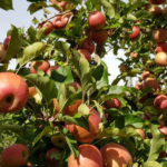 Save Pick Your Own Farms