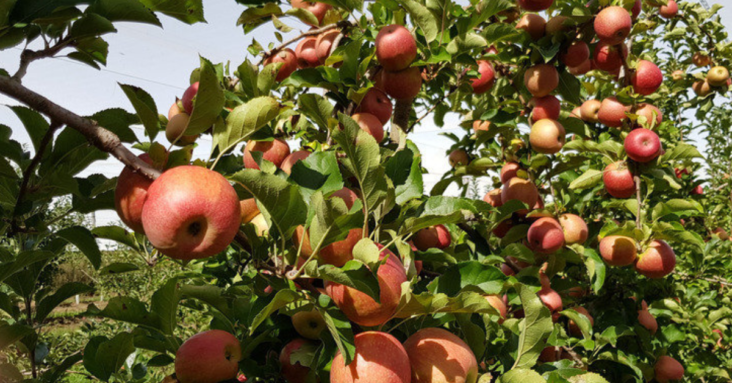 Save Pick Your Own Farms