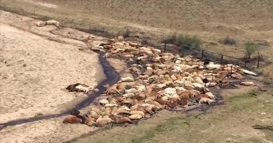 stunning-footage-of-thousands-10k-of-dead-cattle-in-kansas-yesterday