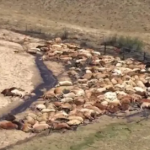 Thousands of Cattle Reported Dead