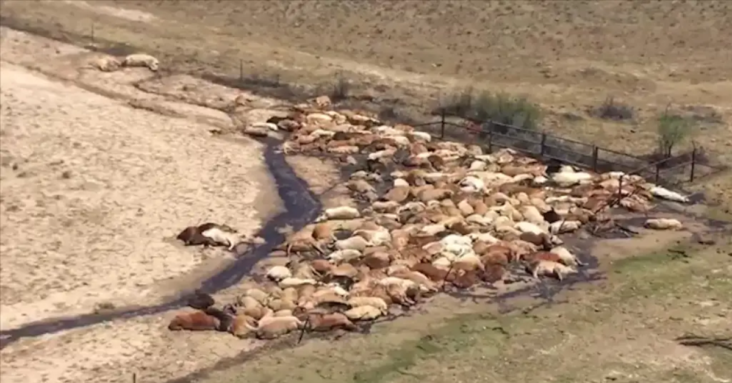 Thousands of Cattle Reported Dead