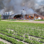 Incendie majeur à Saint-Hyacinthe plus de 1000 porcs seraient morts