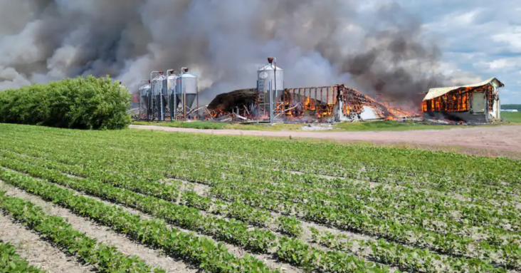 Incendie majeur à Saint-Hyacinthe plus de 1000 porcs seraient morts