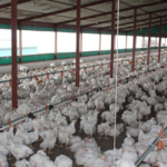 Unscheduled power outages result in high chicken mortalities