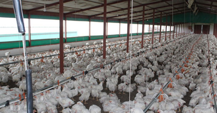 Unscheduled power outages result in high chicken mortalities