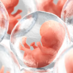 A biotech company wants to take human DNA and create artificial embryos that could be used to harvest organs for medical transplants