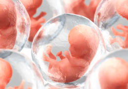 A biotech company wants to take human DNA and create artificial embryos that could be used to harvest organs for medical transplants