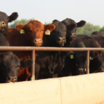 Thousands of U.S. cattle buried,