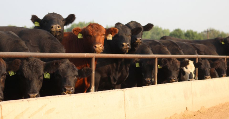 Thousands of U.S. cattle buried,