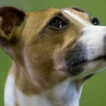 First Dog Infected With Monkeypox After Sharing Bed With Gay Couple