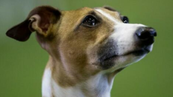 First Dog Infected With Monkeypox After Sharing Bed With Gay Couple