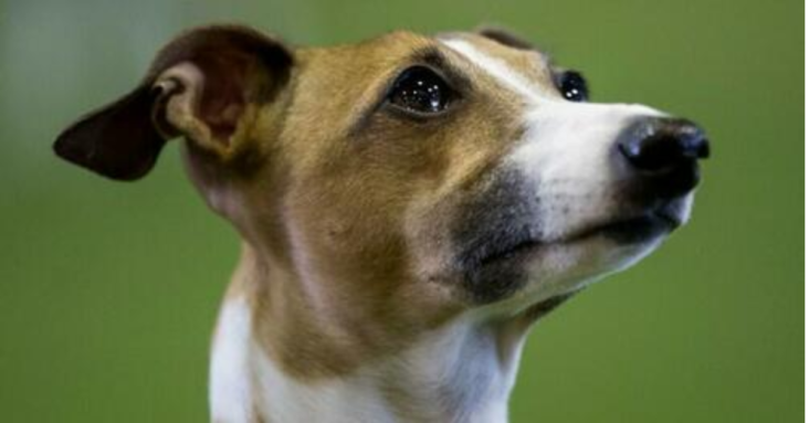 First Dog Infected With Monkeypox After Sharing Bed With Gay Couple