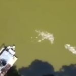 “IT CRUSHED HIS SKULL.” Drone Captures Horrifying Moment Alligator Chomps Down on Swimmer’s Head In Florida Lake