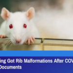 Lab Rat Offspring Got Rib Malformations After COVID Vaccination Moderna Trial Documents