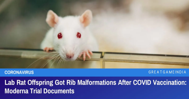 Lab Rat Offspring Got Rib Malformations After COVID Vaccination Moderna Trial Documents