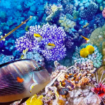 Massive Coral Growth at the Great Barrier Reef Continues to Defy all the Fashionable Doomsday Climate Predictions