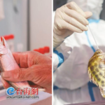 Not Babylon Bee: China City Swabs Freshly Caught Fish, Crabs and Shrimp for Covid-19 (VIDEO)