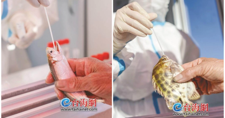 Not Babylon Bee: China City Swabs Freshly Caught Fish, Crabs and Shrimp for Covid-19 (VIDEO)