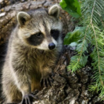 The USDA is sprinkling fish-flavored vaccines from the sky to fight rabies