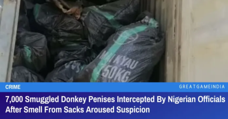 7000 Smuggled Donkey Penises Intercepted By Nigerian Officials After Smell From Sacks Aroused Suspicion