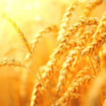 Europe’s Natural Gas Shortage Could Trigger A Food Crisis